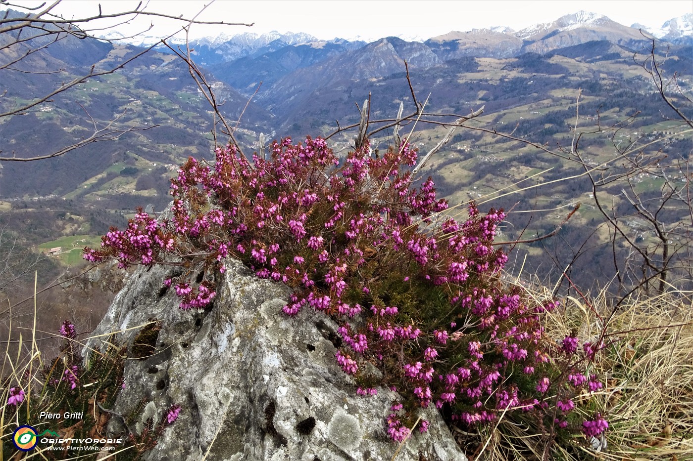 58 Erica in fiore con panorama sulla Valle Brembana.JPG